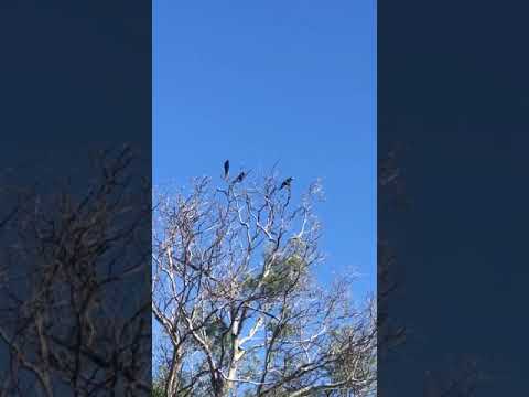 Arara Azul -