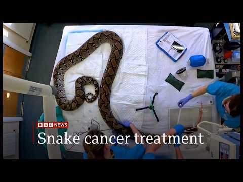 Jodie Foster the snake gets world-first cancer treatment (UK) 21/Aug/2026