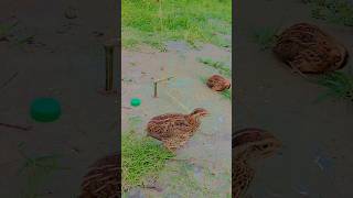 New trap for catching quail birds #youtube #short #shortvideo