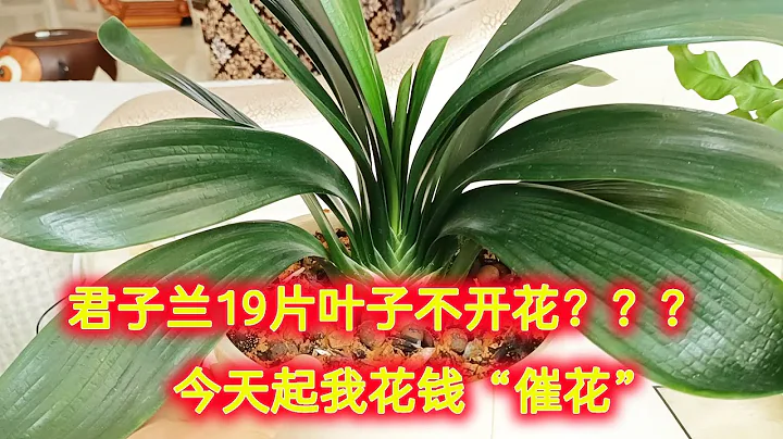 我養的君子蘭19片葉子不開花！今天開始花錢「催花」，值不值？（阿濤養花122期）Clivia miniata - 天天要聞