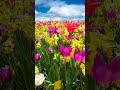 Jardim Floridor  | #nature #flowers #sompararelaxar
