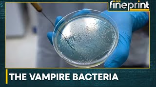 Scientists discover 'Vampire bacteria' | Latest News | WION Fineprint