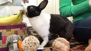 Rabbit finds his Easter basket!