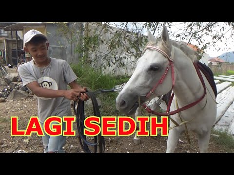 Video: Mencegah Cedera Katastropik Di Pacuan Kuda