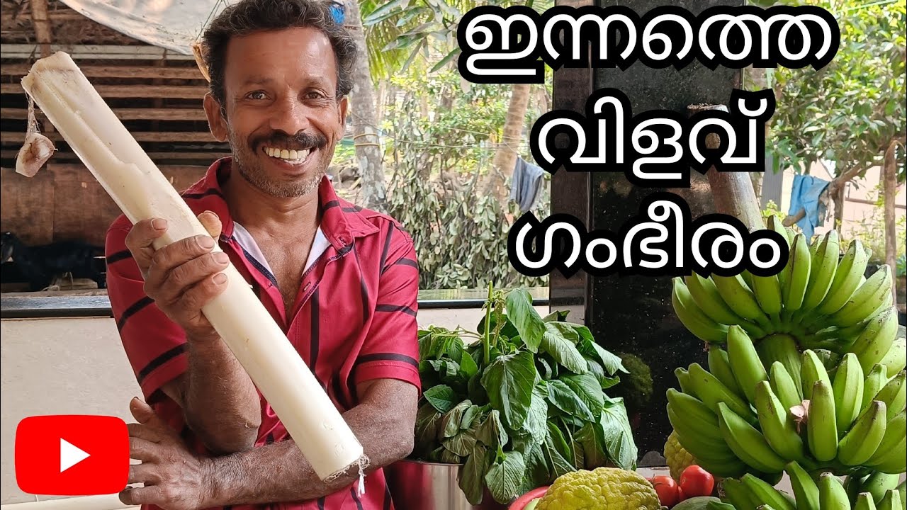 ഇന്നത്തെ വിളവ് ഗംഭീരം 😃#farmerlife |minnuzzfamily |