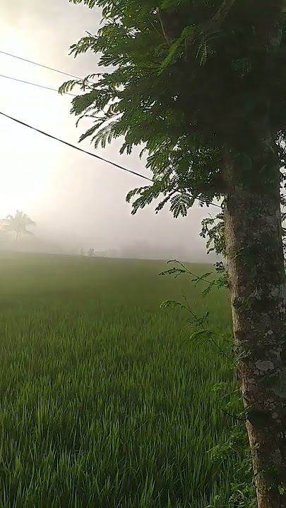suasana pagi hari di pedesaan udaranya alami dan berkabut#sukabumi jawa barat