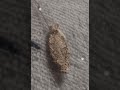 Polilla portaestuche (Tinea pellionella o Phereoeca uterella #insectos