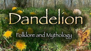 Dandelion. Folklore, Mythology and Symbolism of the Dandelion flower (Taraxacum)