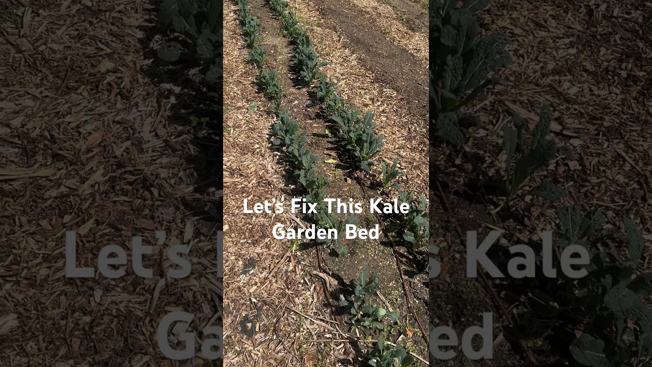 Transform your garden bed with fresh compost and fish emulsion fertilizer for maximum productivity!