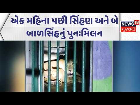 Junagadh Forest Department News | એક મહિના પછી સિંહણ અને બે બાળસિંહનું પુનઃમિલન | News18