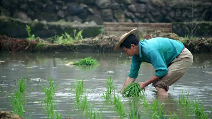 China: Growing rice, raising fish for food and livelihood security - DayDayNews