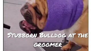 Stubborn Bulldog tries to bite groomer | Funny dog