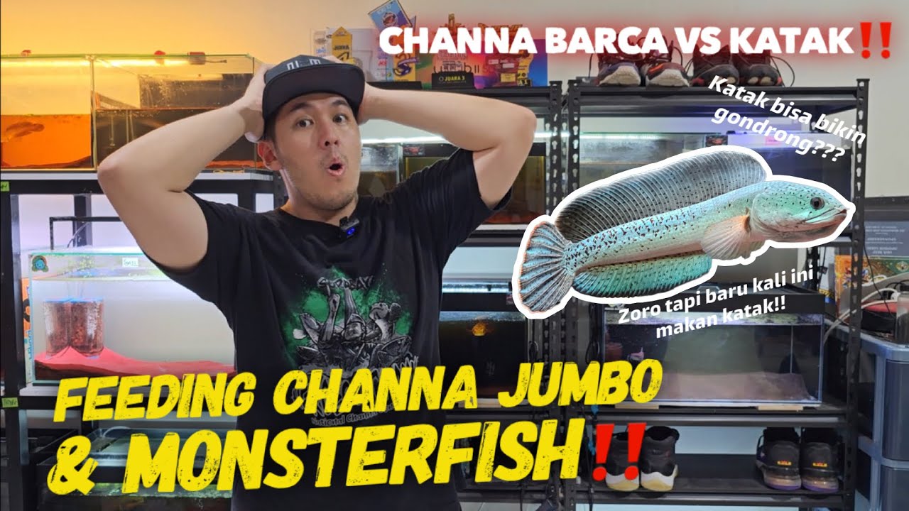 Mahrub Fish Feeding channa barca, maru jumbo & monster fish pake katak sawah‼️ ...