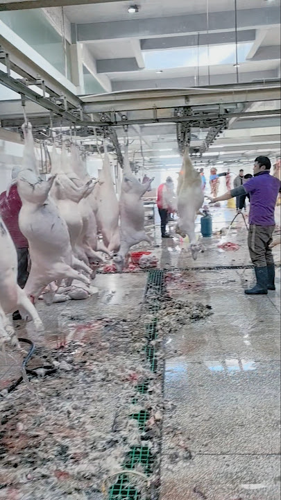 🐐 Inside a Goat Slaughterhouse: The Full Process Step by Step 👀
