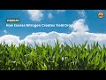 How excess nitrogen creates yield drag  john kempf and advancing eco agriculture