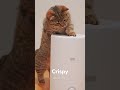 😤Kitten Crispy - #funny #cat #memes #luckypaws #cute #love #kitten #luckypawison