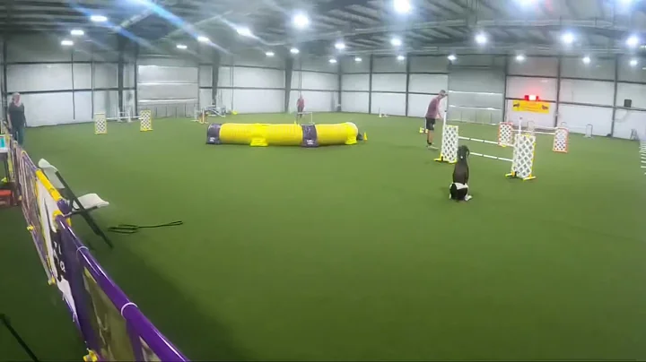 Nitro, AKC Agility; Novice Regular Jumps with Weaves (JWW) NQ