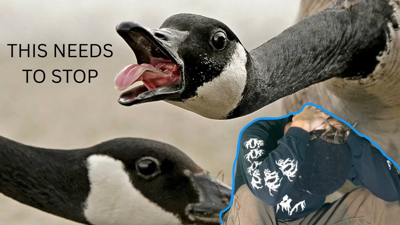 Why I HATE Geese (And You Should Too)