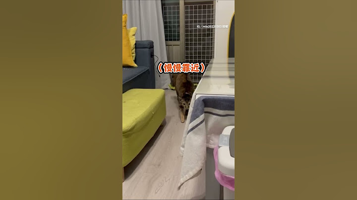 【你4誰？】工作3個月沒回家我家的貓咪竟然不認得我了QQ #shorts  #funnypets  @funny_videos