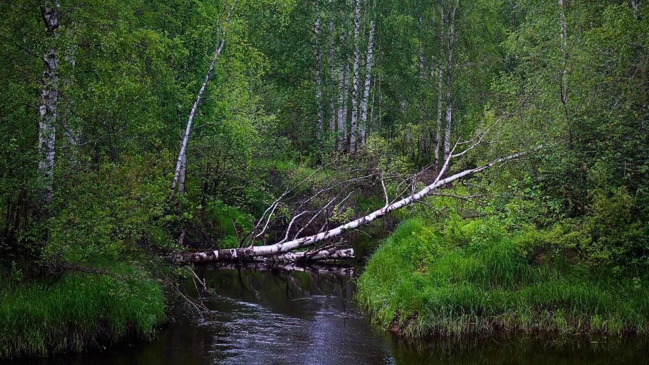 РЫБАЛКА НА СПИННИНГ и СБОР ГРИБОВ в ТАЙГЕ