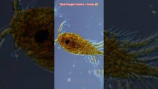 Trees nahi… Ocean deta hai 50% Oxygen! 😳🌊 #shorts #facts