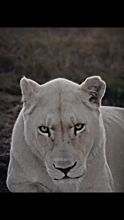 Very cute until he grows💀 #baby #animalsoftiktok #animal #lion #edit #babyanimals
