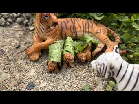 A Tiger’s Revenge | The Newborn Cubs 