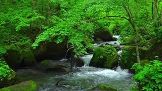 Mountain Stream, Flowing Water, Birds Chirping, White Noise, Nature Sounds for Sleeping