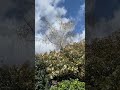 #beautifulnature #spring #shortvideo #foryou #london #fypシ #fypシ゚viral #foryourpage