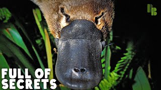 The Platypus is Missing This Major Organ by Bizarre Beasts 272,465 views 11 months ago 6 minutes, 7 seconds