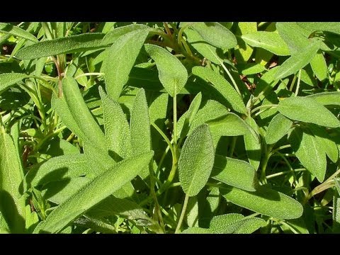 Video: Tricolor salvei hooldus: milleks on kolmevärvilise salvei kasutamine aedades