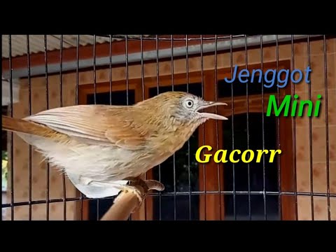 Featured image of post Jenggot Mini Jantan Dan Betina Untuk burung cockatiel betina dewasa dan betina muda terlihat sama dan sulit untuk membedakan dari waktu menetas sampai moulting pertama mereka