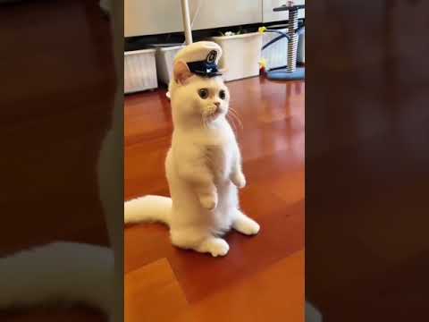 OMG Çok Sevimli Kediler ♥ En Komik Kedi Videoları 2021