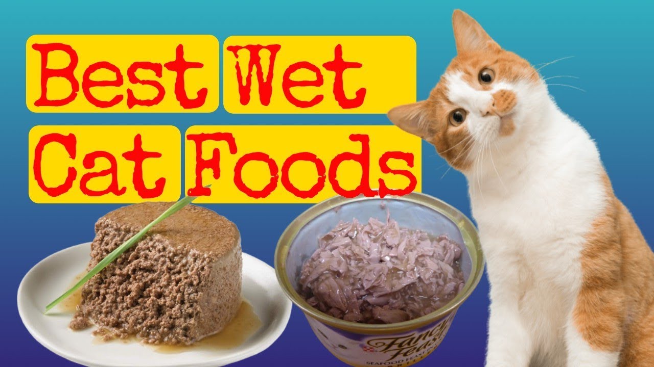 Wet Cat Food - Best Wet Cat Food Brands - Vet Review - YouTube