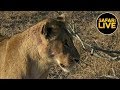 safariLIVE - Sunrise Safari - June 27, 2019