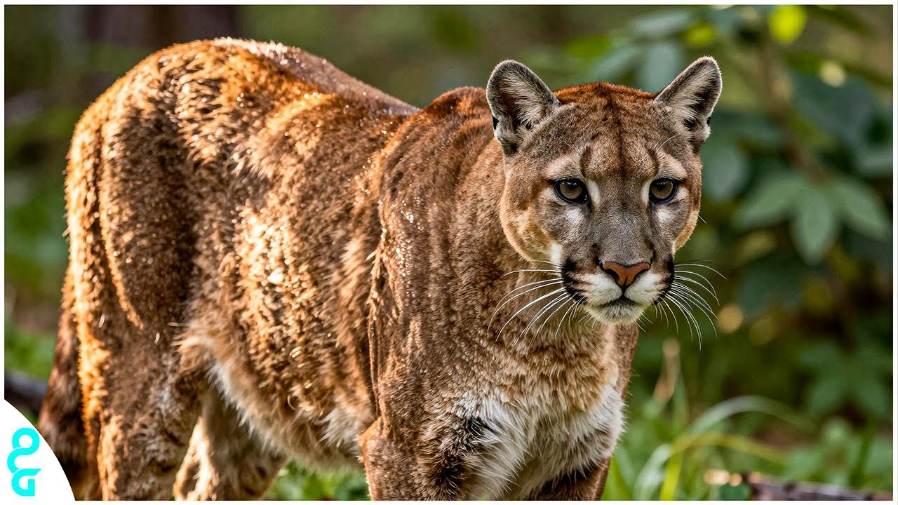 Охота на опасную пуму на острове Элккрест | Путь охотника