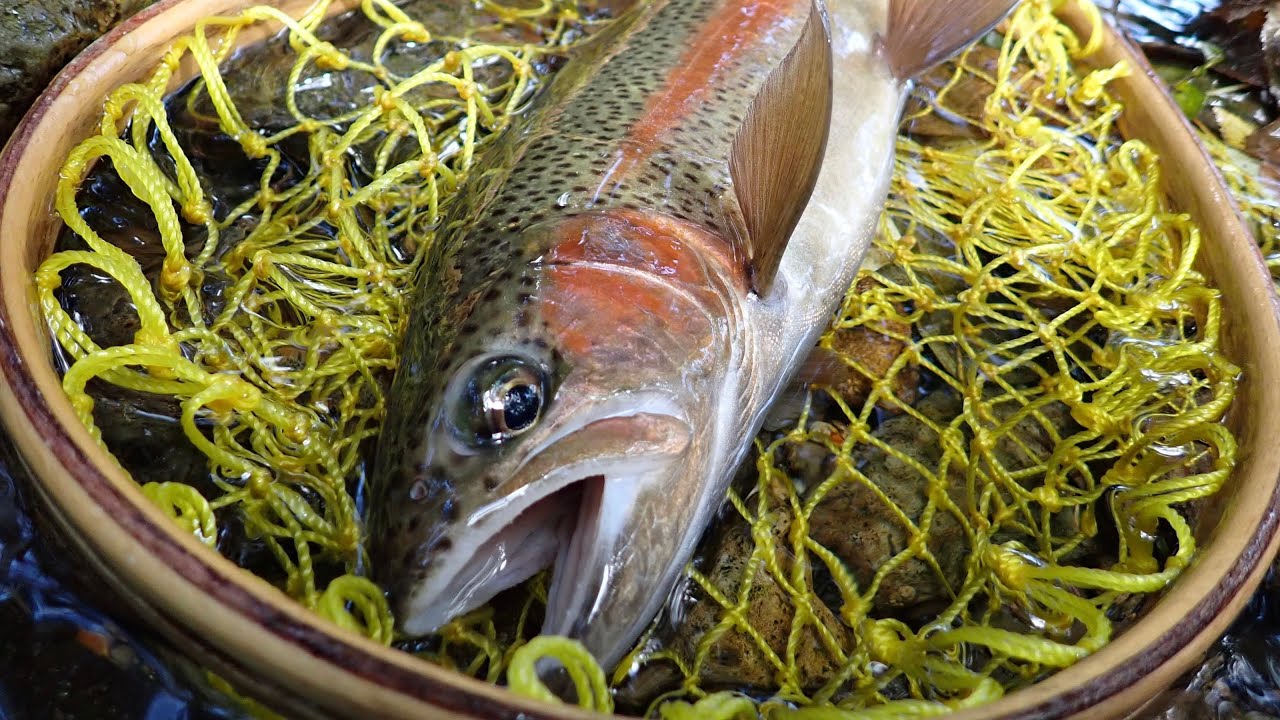 至る所に魚が付いているニジマスの渓