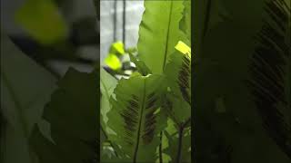 Descubra o segredo da FOLHA do CHIFRE-DE-VEADO