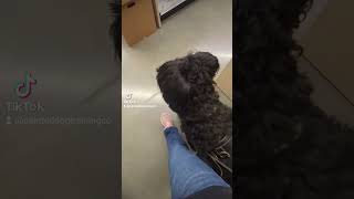 A compilation of Voodoos different versions of heeling depending on context #servicedog #briard #dog