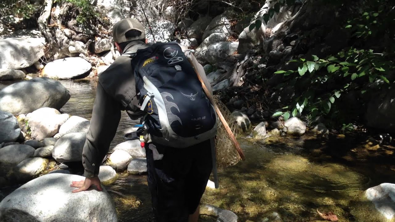 Fly fishing Big Bear AreaSouthern CaliforniaBeautiful Brown Trout
