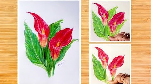 How to Draw Calla Lilies | Step by Step Colored Pencils Drawing | Botanical Drawing | Flower Drawing