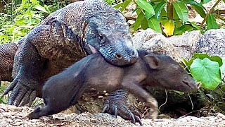 Epic Moment Of Young Komodo Dragon Vs Wild Boar Baby