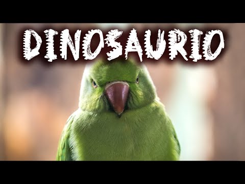 Video: ¿Se consideran dinosaurios a las aves?