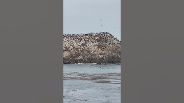Thumbnail of Seal Rock at Pebble Beach along California’s 17 mile drive