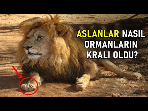 Allah Neden Aslanı Orman Kralı Yaptı ? Aslanlar Seni Şok Edecek.