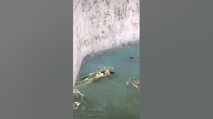 chango se salva de ser tragado por. cocodrilos