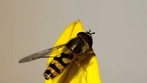 Preening Hoverfly