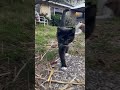Kitty cat #kitten #adorable #curiouskitten #blackcat #silly