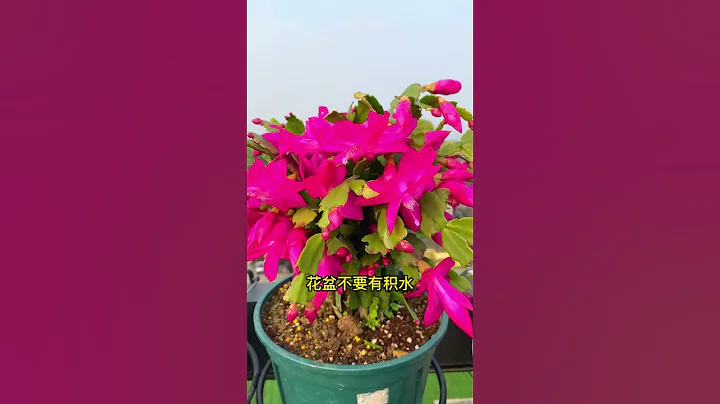 大多数绿植盆栽，都是浇水淹死的。#花卉绿植 #爱生活爱养花 - 天天要闻