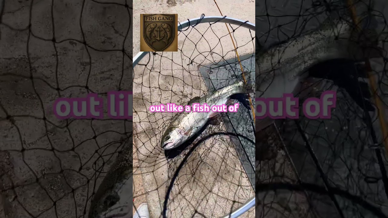 Like 👍 & subscribe FISHGANG 